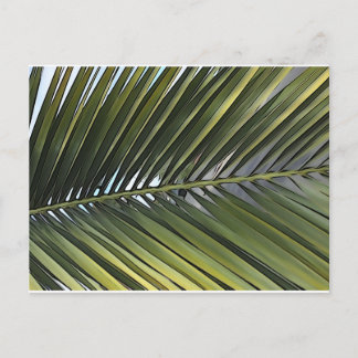 Carte postale Feuille Palm Tree