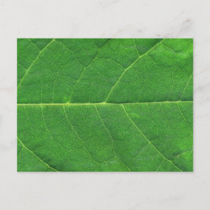 Carte Postale Feuille photo Macro
