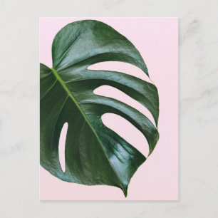Carte Postale Feuille tropicale Monstera