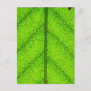 Carte postale Feuille verte