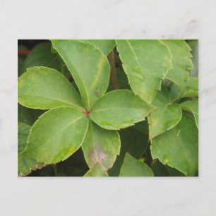 Carte postale Feuille verte