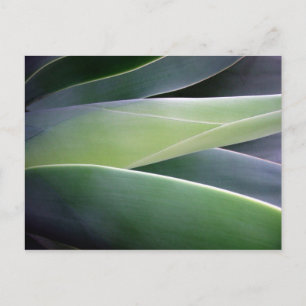 Carte Postale Feuilles agaves