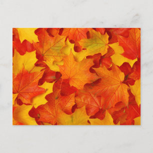 Carte Postale Feuilles automnales