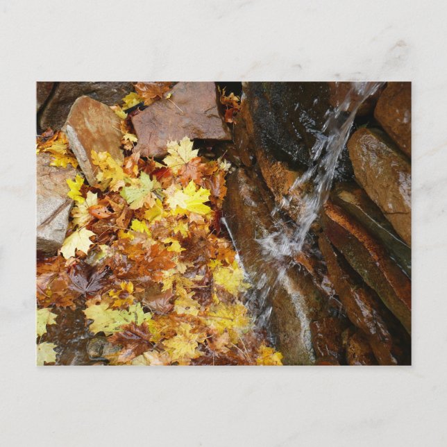 Carte Postale Feuilles automnales dans la cascade III Automne Na (Devant)