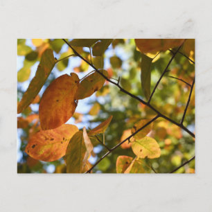 Carte Postale Feuilles automnales Feuilles d'automne Feuilles Sk