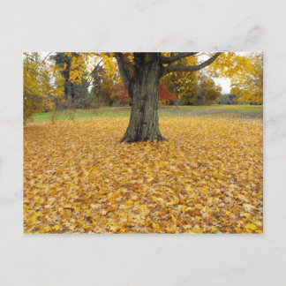 Carte postale Feuilles Automne