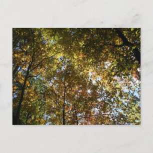 Carte postale Feuilles Automne