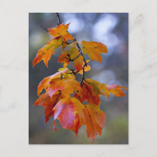 Carte Postale Feuilles d'automne