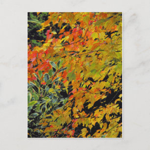 Carte Postale Feuilles d'automne
