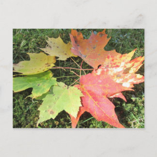 Carte Postale Feuilles d'automne