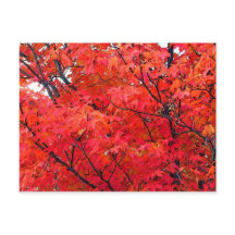 Feuilles d'automne