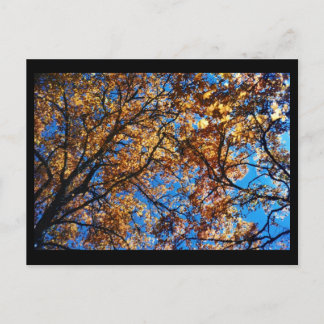 Carte Postale Feuilles d'automne