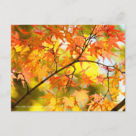 Carte Postale Feuilles d'automne [Carte postale]