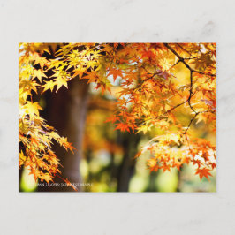 Carte Postale Feuilles d'automne [Carte postale]