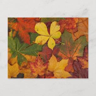 Carte postale Feuilles d'automne colorées