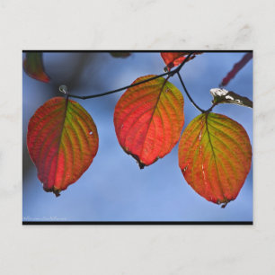 Carte Postale Feuilles d'automne colorées illuminées Trio