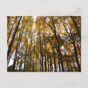 Carte Postale Feuilles d'automne dans le matin Maryland Nature