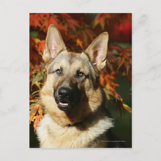 Carte Postale Feuilles d'automne du berger allemand (Devant)