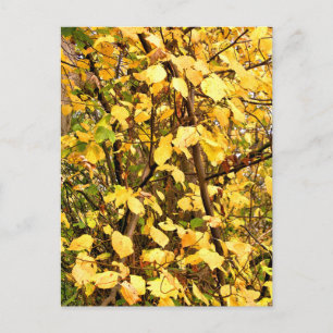 CARTE POSTALE FEUILLES D'AUTOMNE JAUNE