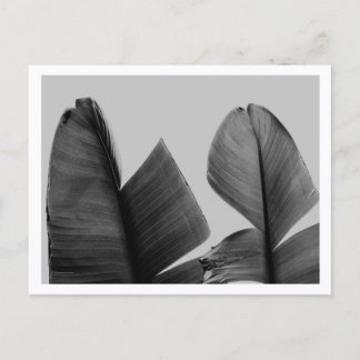 Carte Postale Feuilles de bananier en noir et blanc