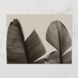 Carte Postale Feuilles de bananiers à Sepia