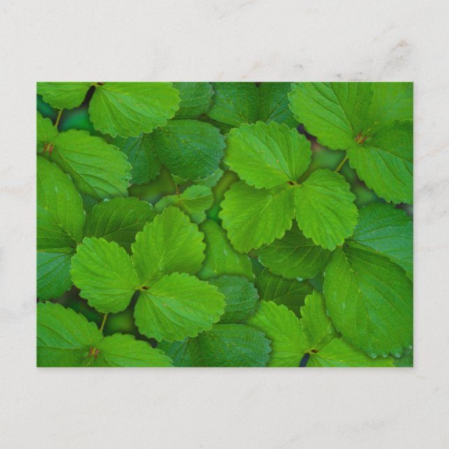 Carte Postale Feuilles de Basilic Sacré Tulsi Vertes à la Menthe (Devant)