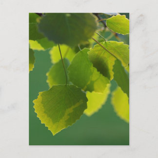 Carte Postale Feuilles de bien-être