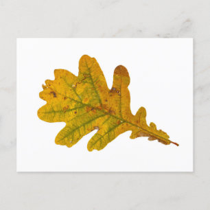 Carte Postale Feuilles de chêne en automne
