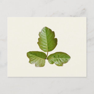 Carte Postale Feuilles de chêne poison - Identifier le plante dé
