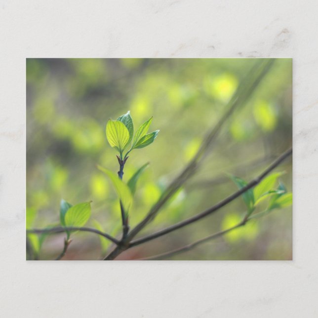 Carte Postale Feuilles de Dogwood émergent au printemps (Devant)