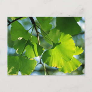 Carte Postale Feuilles de Ginkgo en été