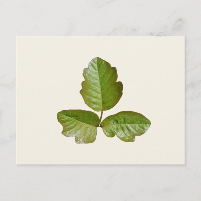 Carte Postale Feuilles de lierre de poison - plante de lierre de (Devant)