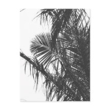 Feuilles de palmier noir blanc monochrome