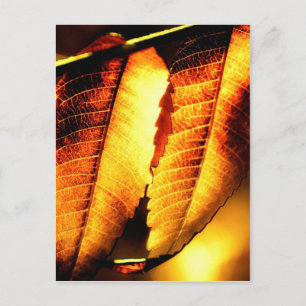 Carte Postale Feuilles de sumac