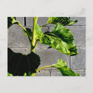 Carte Postale Feuilles de tournesol