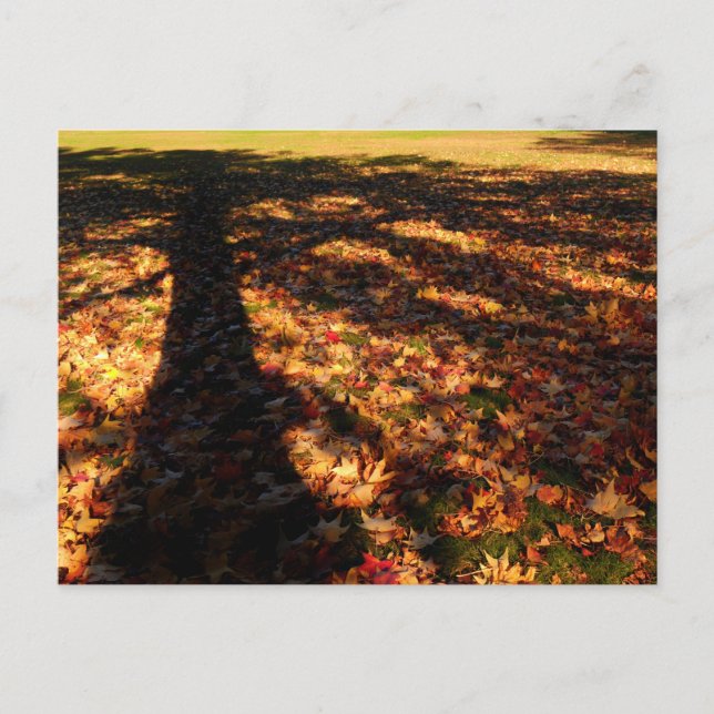 Carte Postale Feuilles d'érable (Devant)