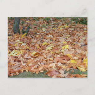 Carte Postale Feuilles d'érable à l'automne