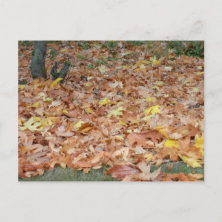 Carte Postale Feuilles d'érable à l'automne