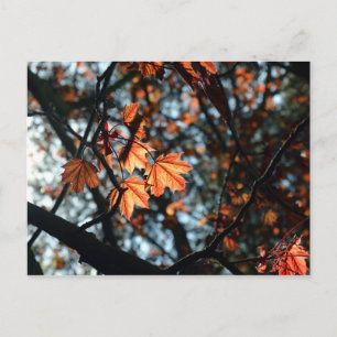 Carte Postale Feuilles d'érable de Norvège rouge au printemps