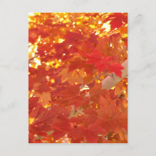 Carte Postale Feuilles d'érable lumineuses
