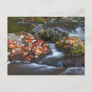 Carte Postale Feuilles d'érable rouge tapis les rochers dans