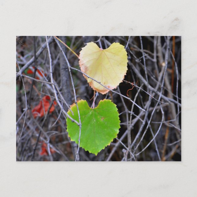 Carte Postale Feuilles en forme de coeur (Devant)