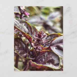 Carte Postale Feuilles et fleurs de Basilic Violet