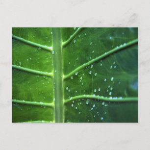 Carte postale Feuilles et gouttelettes d'eau