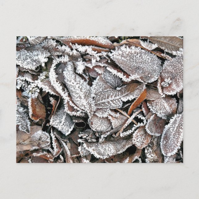 CARTE POSTALE FEUILLES HIVER (Devant)