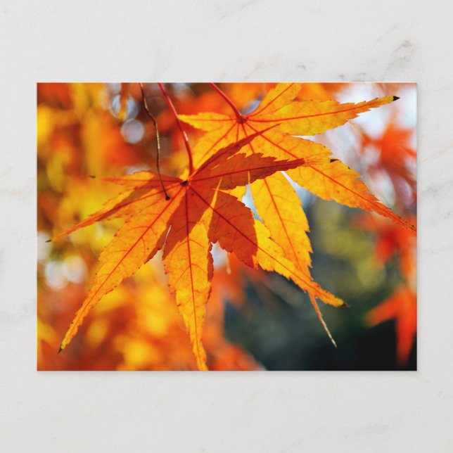Carte Postale Feuilles japonais d'érable en automne (Devant)