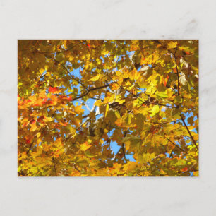 Carte Postale Feuilles Jaunes d'Érable et Ciel Bleu