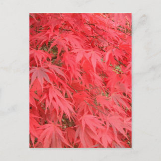 Carte Postale Feuilles rouges