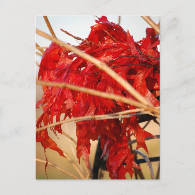 Carte Postale Feuilles rouges automne/automne (Devant)