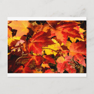 Carte Postale Feuilles rouges feuilles jaunes feuilles d'automne